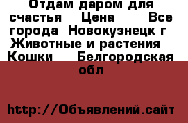 Отдам даром для счастья. › Цена ­ 1 - Все города, Новокузнецк г. Животные и растения » Кошки   . Белгородская обл.